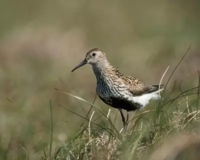Drone Survey Reveals Dunlin Breeding Success in Cumbrian Pennines