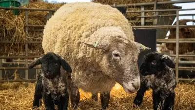 Fiona, 'Britain's Loneliest Sheep', Becomes First-Time Mother to Twin Lambs