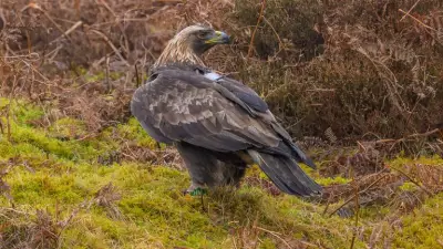Golden Eagle Shot in Scottish Borders: Police Probe Wildlife Crime