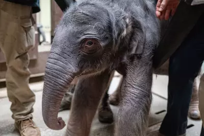 Historic Asian Elephant Birth at Washington DC Zoo Marks Conservation Milestone