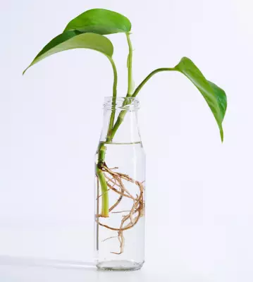 Houseplant Hacks: Does Candle Wax Help Propagate Cuttings?