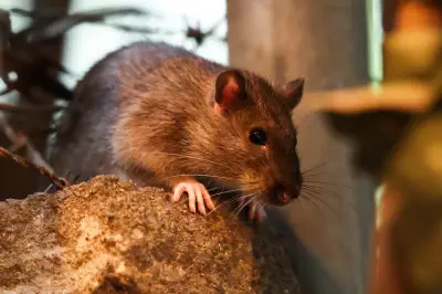 New York's Rat Population May Decline After Severe Winter, Experts Say