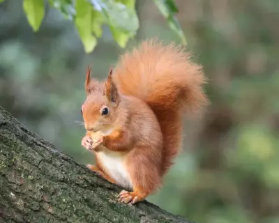 Red Squirrel Habitat Protection Lags Behind Conservation Efforts in UK