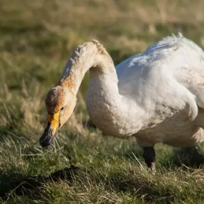 RSPCA Warns of 'Emerging Trend' of Teenagers Killing Swans and Geese with Catapults