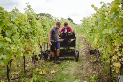 UK Wine Industry Offers Lucrative Careers with Salaries Up to £150,000