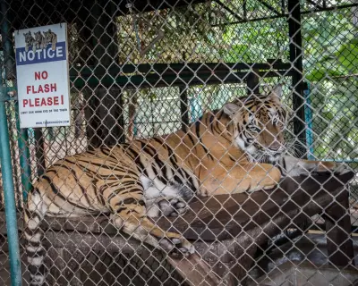 Virus Outbreak Kills 72 Captive Tigers in Thailand, Officials Scramble to Contain Spread