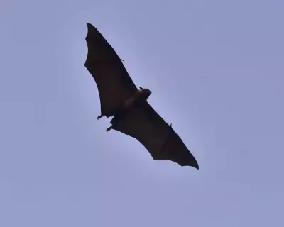 WHO Confirms Nipah Virus Fatality in Bangladesh, Heightening Surveillance