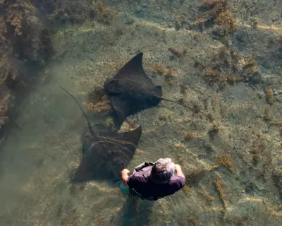 Wild Stingray Encounters Transform Perceptions in New Zealand's Coastal Waters