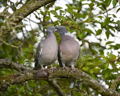 Wood Pigeon Courtship: A Bridgerton-Style Ritual in Norfolk Farmyards