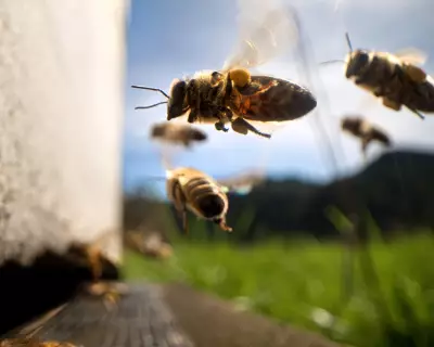 Worker Collectives Hailed as the 'Bees Knees' for UK's Green Economy