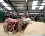A Journey to the Sheep Auction: Interrupted by Light and Local Legend