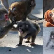 Abandoned Baby Macaque Faces Bullying from Older Monkeys at Japanese Zoo