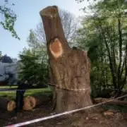 Ancient 500-Year-Old Oak Felled Near Toby Carvery Was Healthy, Experts Confirm