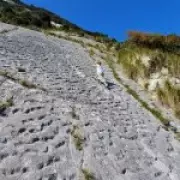 Ancient Sea Turtle Stampede Mystery Solved in Italian Cliffs