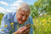 Attenborough's London Documentary Considered 'Rebranding' Rats as Smart Animals