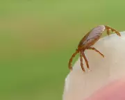 Australian Teen's Death First Fatal Case of Tick-Bite Meat Allergy