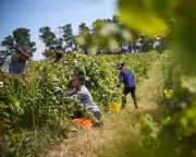 Australia's Pacific Worker Scheme: A Critical Analysis of Palm Industry Labour