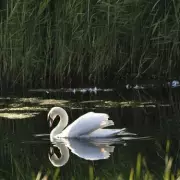 Bird Flu Fears Escalate in London After 30 Dead Swans Found in Docks