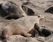 Bird Flu Outbreak Devastates Elephant Seal Pups in California