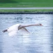 Bird Flu Outbreak Fears After 30 Dead Swans Found in East London Waterways