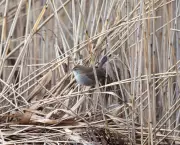 Birdwatcher's Triumph: Rare Cetti's Warbler Sighting in London's Wetlands