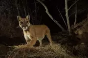 California Mountain Lions Gain Endangered Species Act Protection