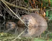 Cambridge Study Ranks Beavers Above Humans in Mammal Monogamy League Table