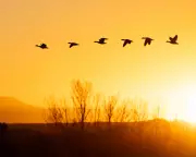 Canada Geese Provide Poignant Escort for Beloved Dog's Final Journey