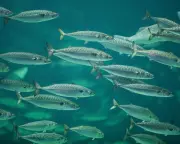 Chronic Ocean Warming Drives 'Staggering' 7.2% Fish Loss Per Decade, Study Reveals