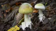 Death Cap Mushroom Outbreak Claims Four Lives in California