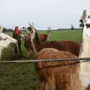 Derbyshire Llamas Foil Thief with Heroic Citizen's Arrest on Farm