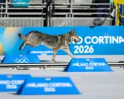 Dog's Olympic Sprint Steals Show: Nazgul's Unauthorized Cross-Country Run