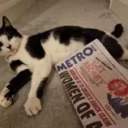 Famous Metro Cat George Stolen from Train Station by Woman with Shopping Bag