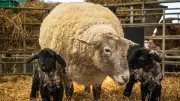 Fiona, 'Britain's Loneliest Sheep', Becomes First-Time Mother to Twin Lambs