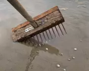 Foraging for Cockles: A Coastal Ritual That Reconnects Us to Nature