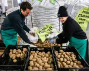 Germany's Potato Flood Sparks International Interest and Personal Reflections