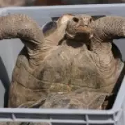 Giant Tortoises Return to Galapagos Island After 19th Century Extinction