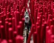 Global Snapshot: Incense Forests, Gaza Football, and Royal Visits