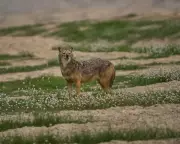 Global Wildlife Highlights: From Thirsty Raccoons to Majestic Jackals