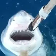 Great White Sharks May Be Breeding in Mediterranean Waters, Scientists Reveal