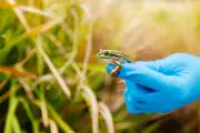 Green and Golden Bell Frogs Recolonise ACT Wetlands After Fungal Disease