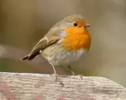 Guardian Readers Share Heartwarming Wildlife Encounters After Bereavement