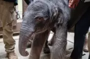 Historic Asian Elephant Birth at Washington DC Zoo Marks Conservation Milestone