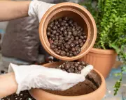 Houseplant Hacks: Can LECA Balls Replace Soil for Healthier Plants?