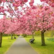 Japan Cancels Iconic Cherry Blossom Festival: UK Alternatives Revealed