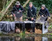 Labour Rushes Wildlife Reintroductions to Counter Green Party Threat Before Elections