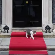 Larry the Cat Celebrates 15 Years as Downing Street's Chief Mouser