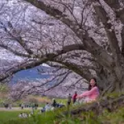 Mallorca's Almond Blossom: A Budget-Friendly Alternative to Japan's Cherry Blossom