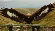 NatureScot Suspends Bird Control Licences After Golden Eagle Disappearance