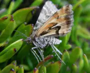 New Zealand's Avatar Moth Crowned Bug of the Year 2026